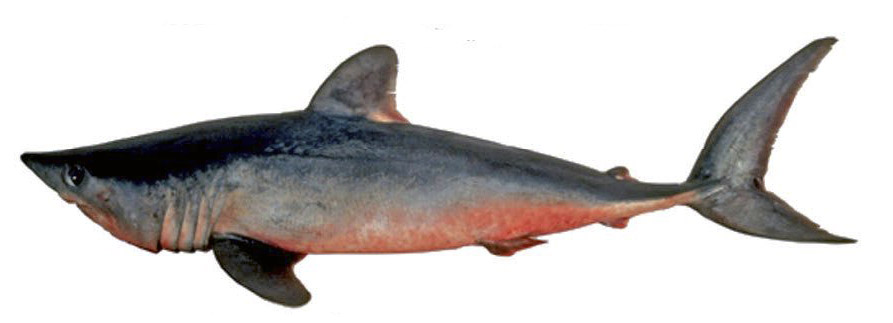 Lamna nasus011.jpg